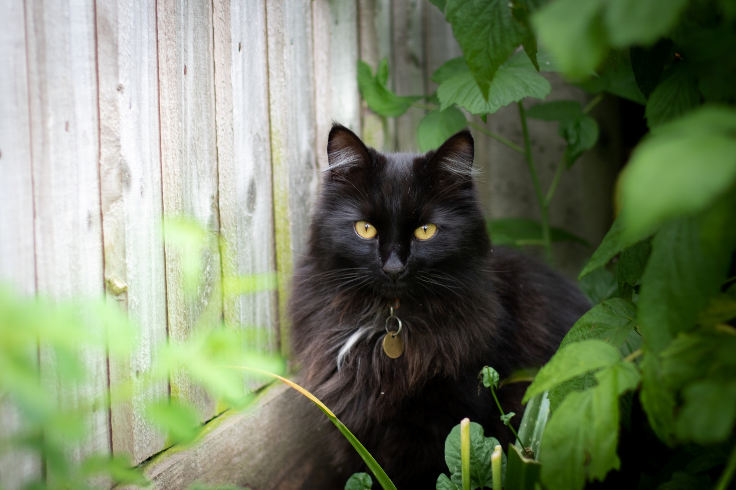 long haired black cat called Mally